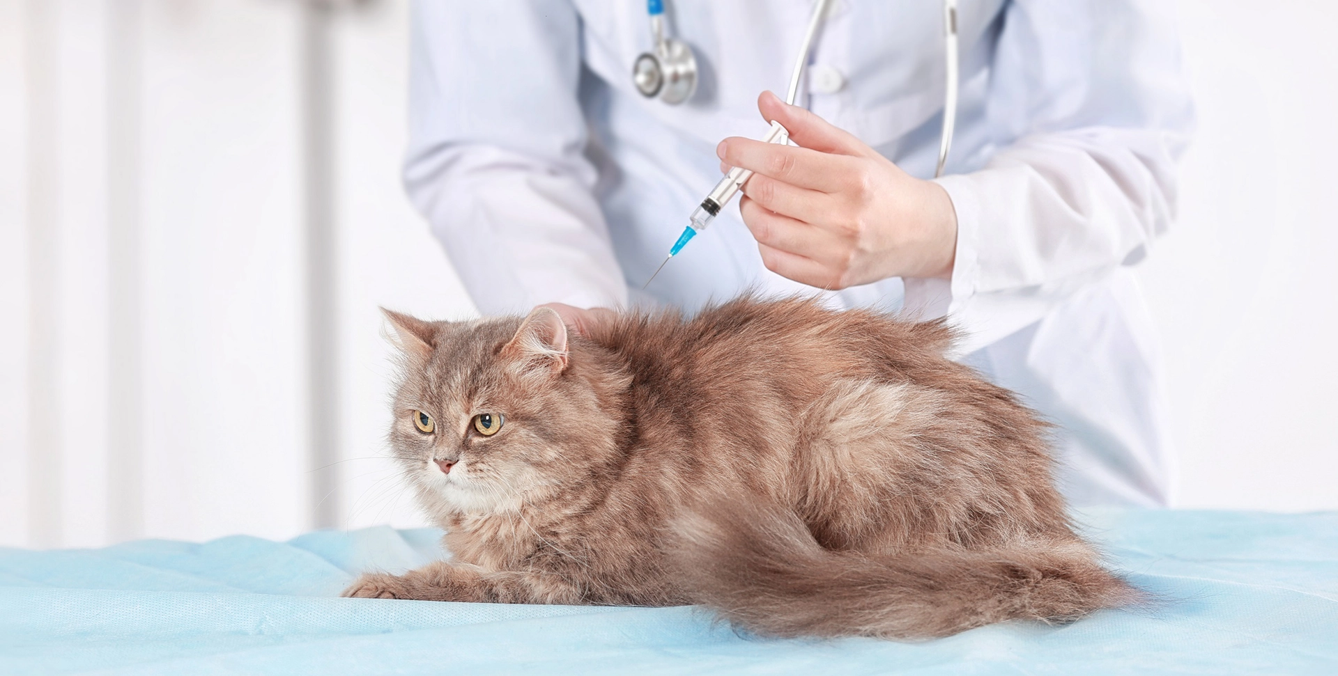 Essential Vaccines for Kittens & Cats - Orleans Veterinary Hospital