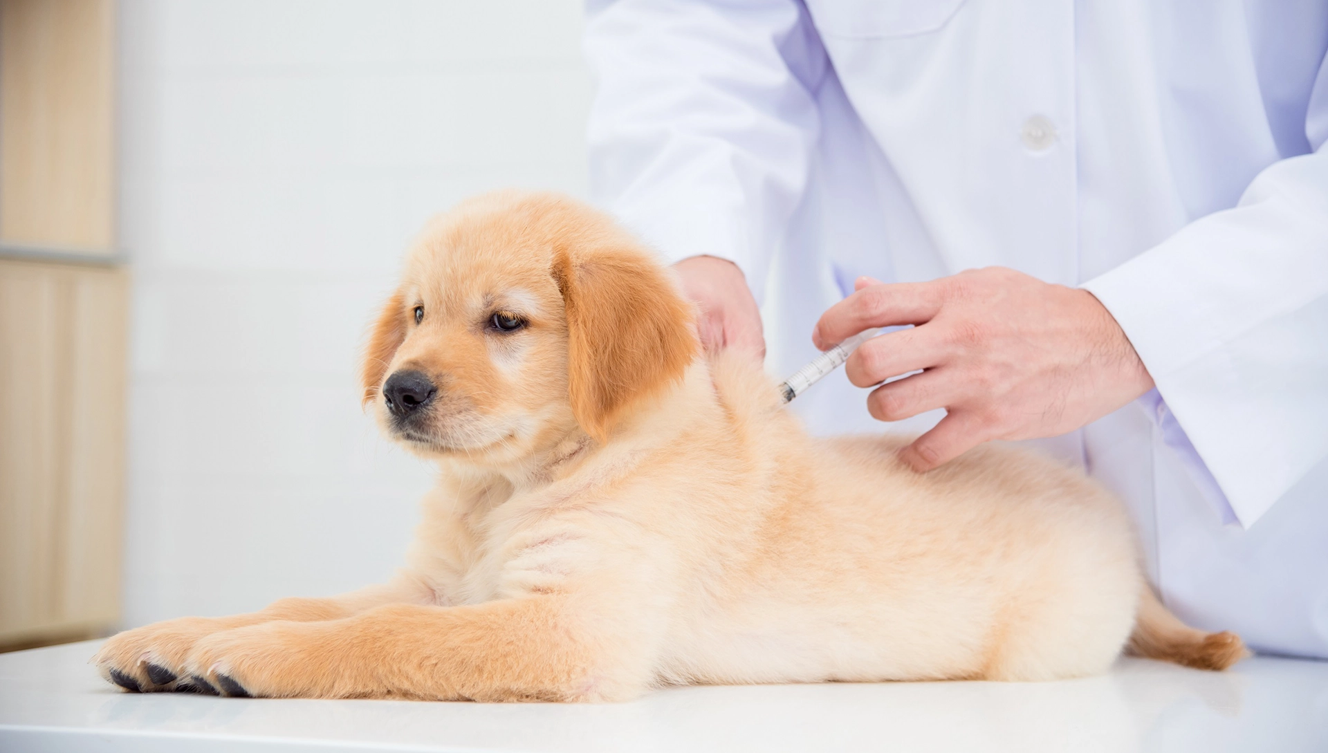 Dog & Puppy Vaccination Services - Hôpital vétérinaire Lasalle