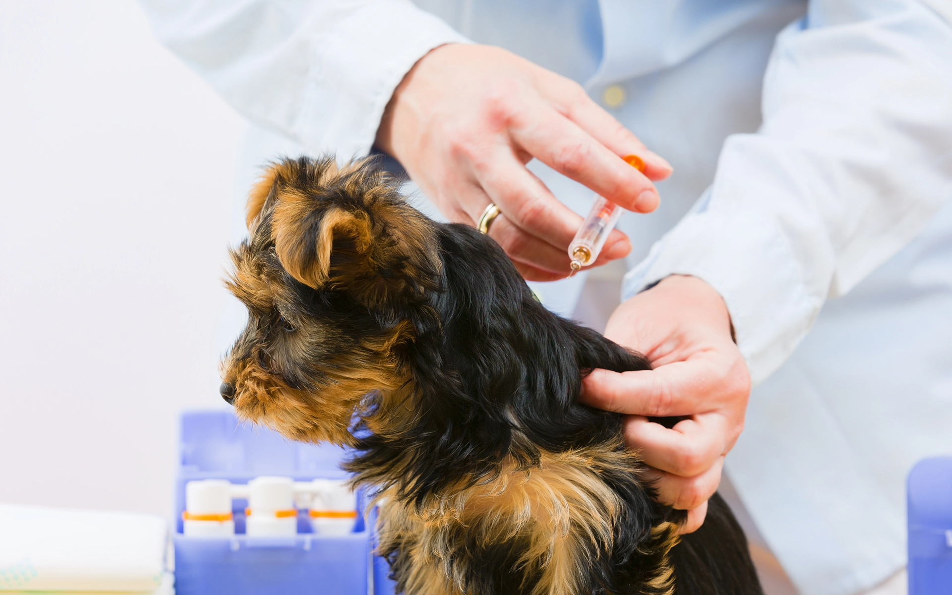 Vaccination Plans for Puppies and Dogs - Fifth Avenue Veterinary Clinic