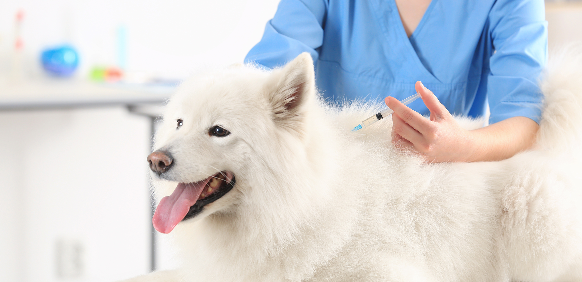 Vaccination Plans for Puppies & Dogs - Sears Animal Hospital