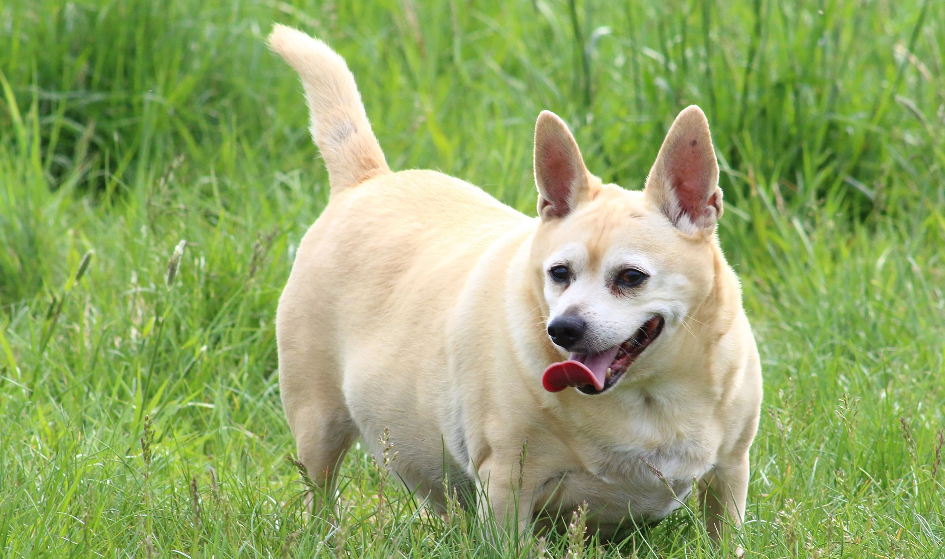 Overweight Dog Help - Halifax Veterinary Hospital