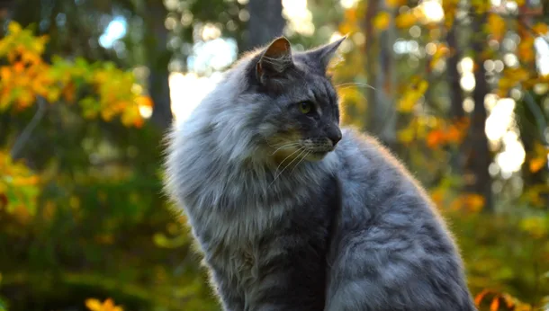 Meet the Breed: Siberian