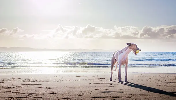 Beach Safety Tips for Your Pet