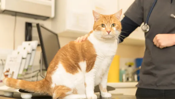 Feline Redheads, what makes Ginger Cats so unique?