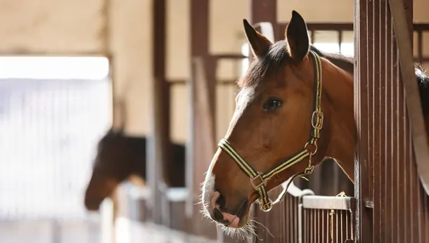 Equine Botulism