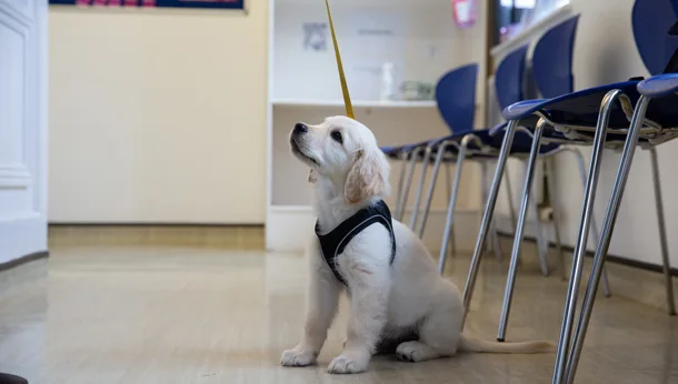 Helping Your Puppy Succeed in Life