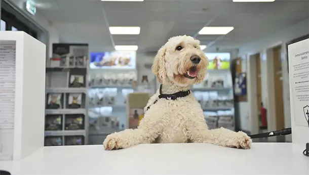 A Day in the Life of a Vet Receptionist