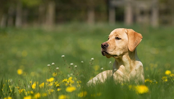 Why does my dog eat grass?