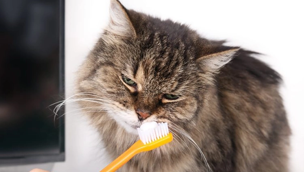 Brushing my Cat’s Teeth