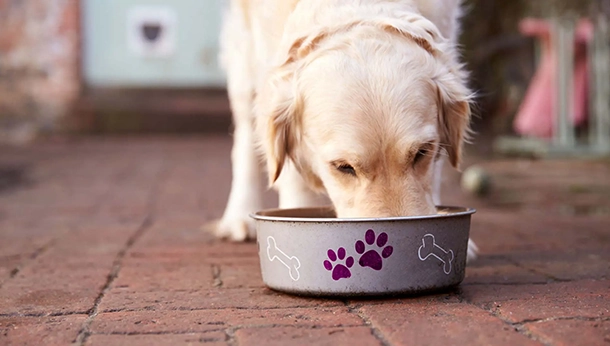 Pet Nutrition Myths and Facts