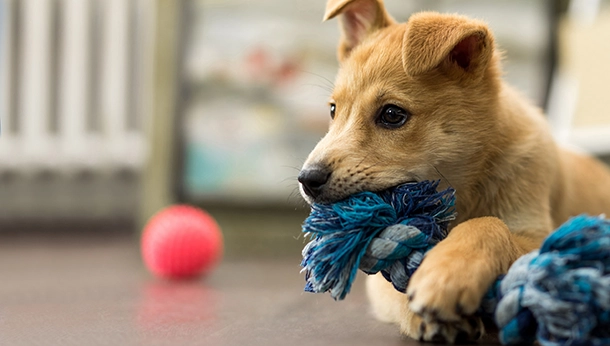 The Indestructible Dog Toy