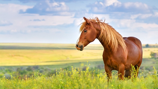 A Tale on a Horse’s Mouth