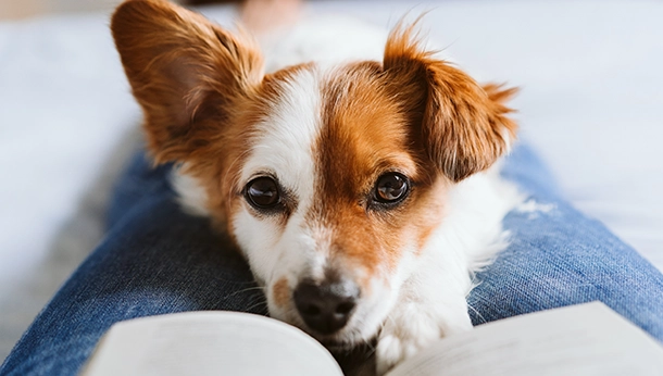 Why Dogs Have Expressive Eyebrows