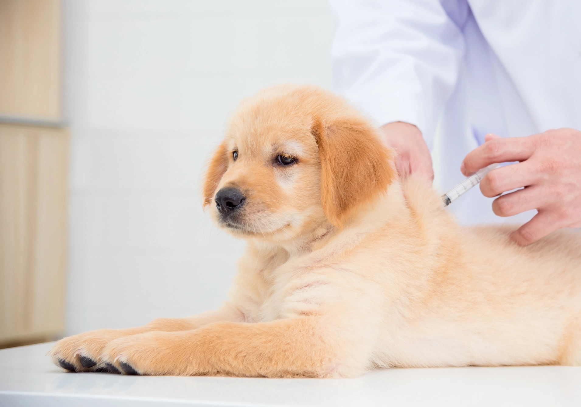 Vaccine Plans for Puppies & Dogs - Lockerby Animal Hospital