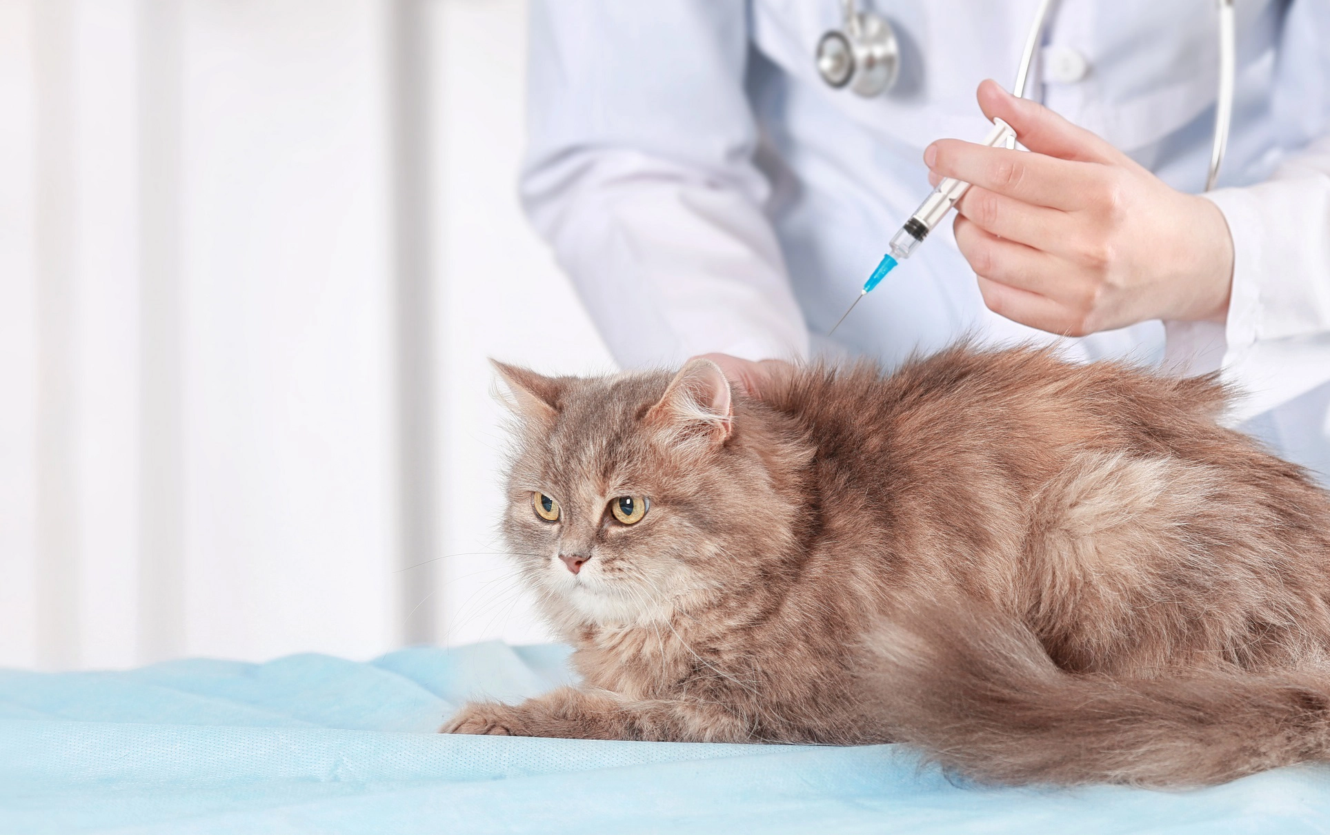 Vaccines For Kittens Cats Gander Veterinary Clinic   Shutterstock 677740381 Cat Vaccine.webp