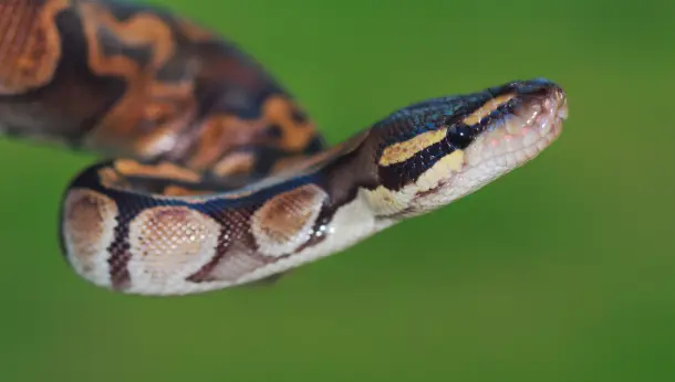 Transporting Snakes to the Vet