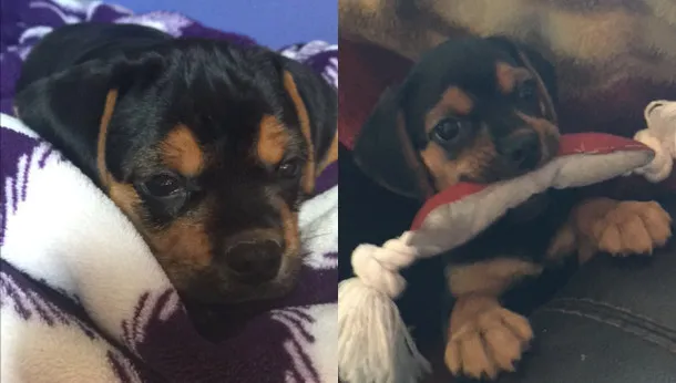 Puppy Success Story