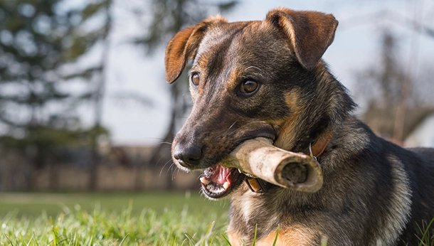 are antlers safer for dogs to chew on than bones