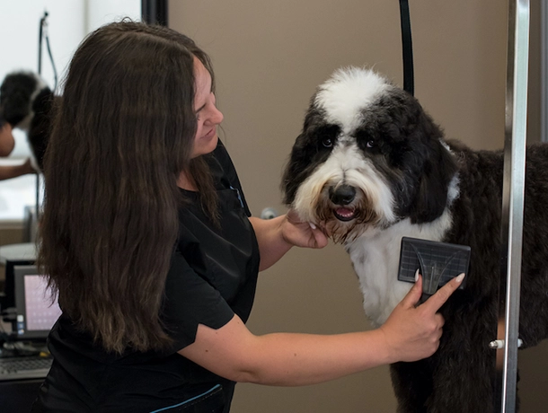 Veterinarian In Kitchener Ontario Gateway Pet Hospital   Dana At Gateway Vets Paw Spa 610x460.webp