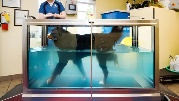 Hydro Treadmill