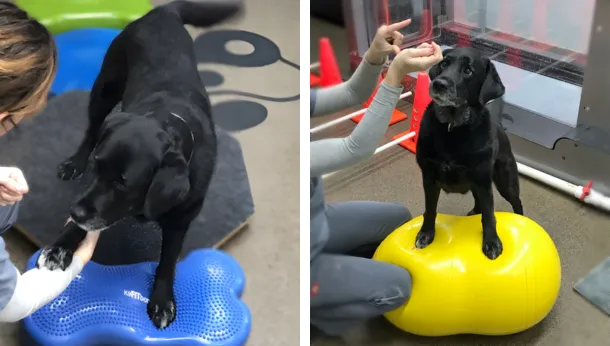 Physiotherapy - Wobble Board