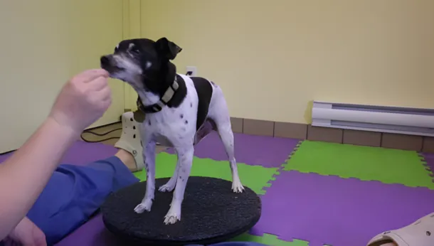 Physiotherapy - Wobble Board