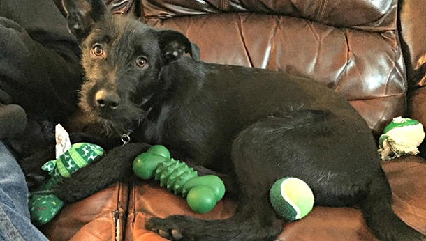 A heartworm positive dog