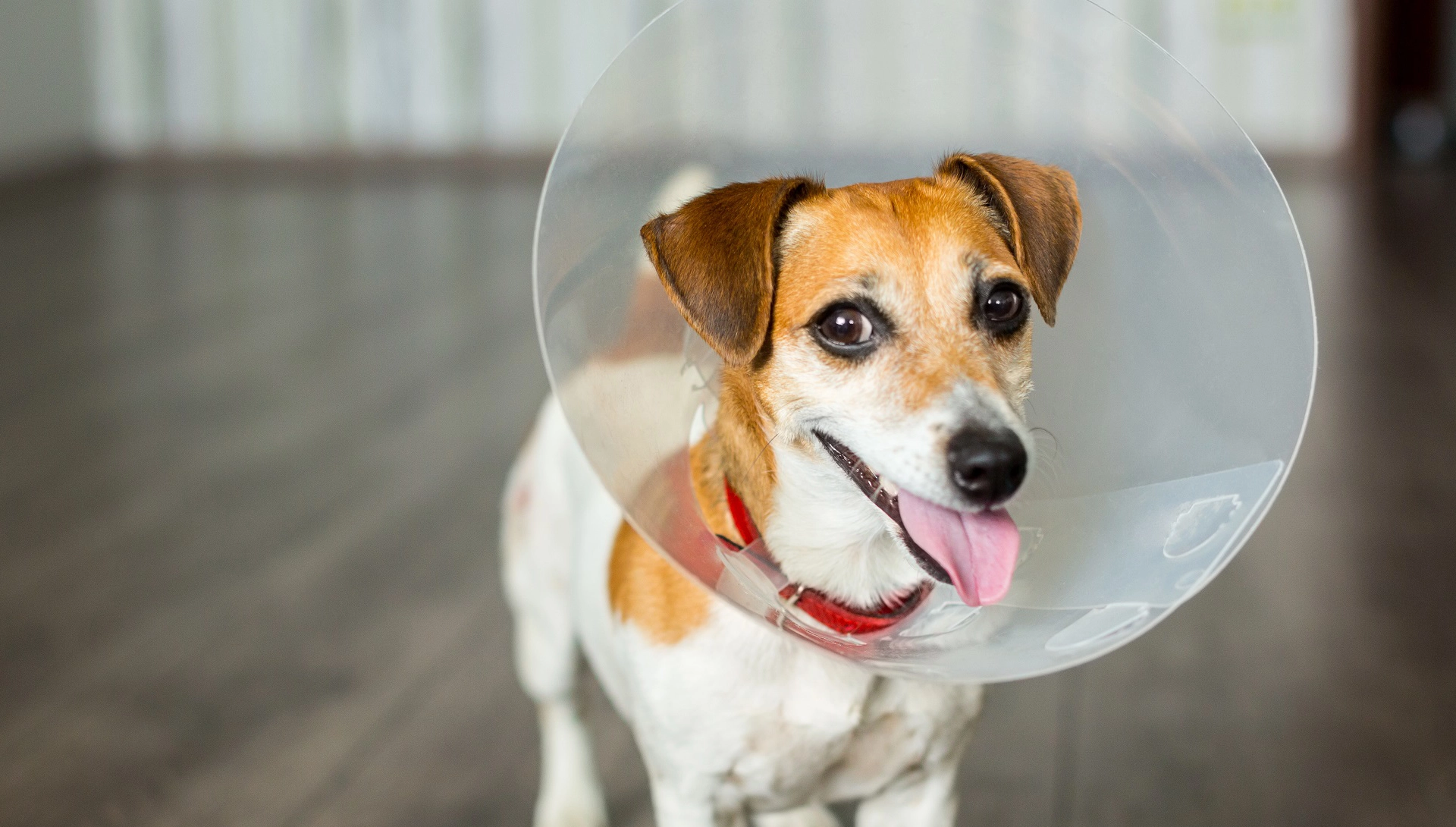 Neutering & Spaying Services for Dogs - McLean Animal Hospital