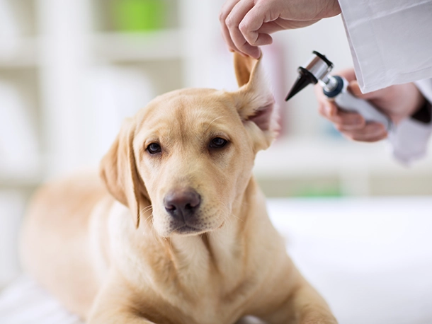 how do i know if my dog ear mites
