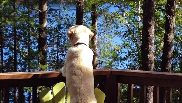 dog at cottage