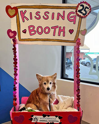 Woodbridge Animal Hospital Valentine's Day Event 05